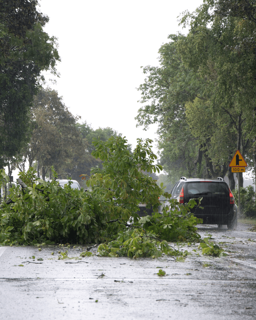 Cyclone à la Réunion et dégats, arbre sur la route