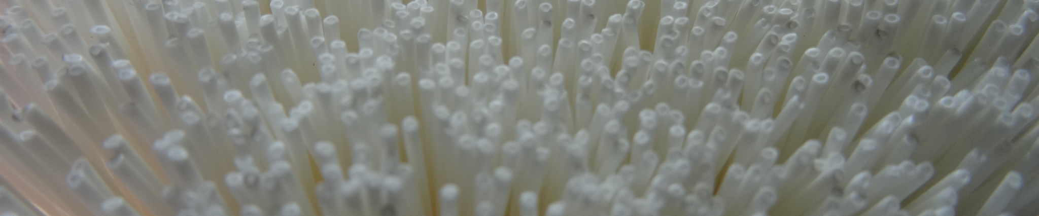 membrane de filtration d'eau ORISA